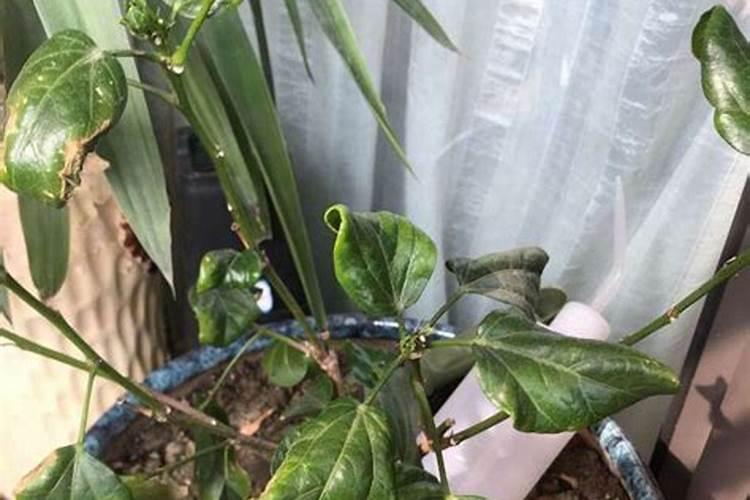 家里养的花不怎么长叶子,是不是应该施氮肥？