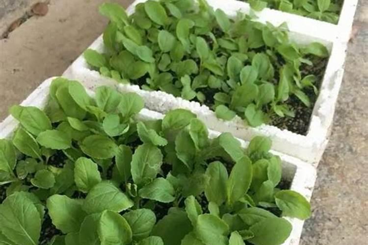 泡沫箱子种菜怕晒吗