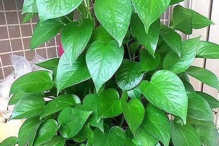 绿萝喜欢什么肥料