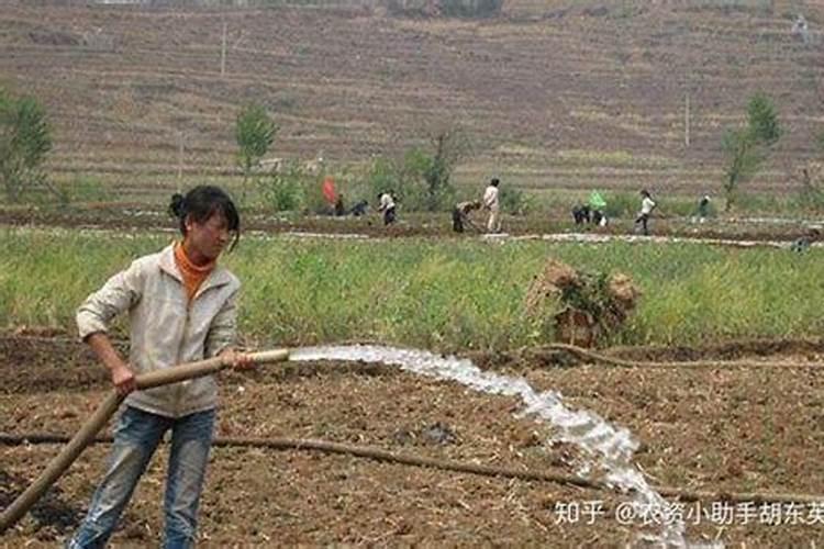 冲施肥的类型及其使用