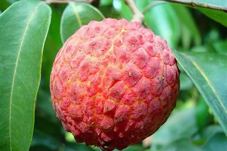 荔枝桂味保果和输肥技术