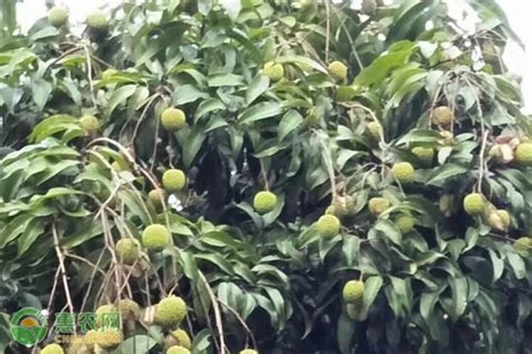 荔枝挂果期如何管理 桂味荔枝怎样管理才可年年挂果