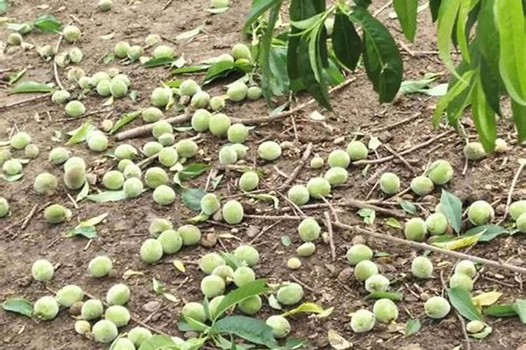 做什么肥保花保果效果好,减少落花落果的发生？