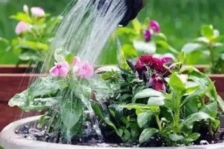 磷肥泡水可以浇花吗