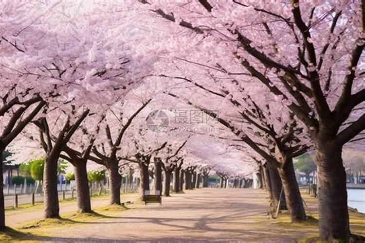 樱花树的生长环境和特点在哪里？